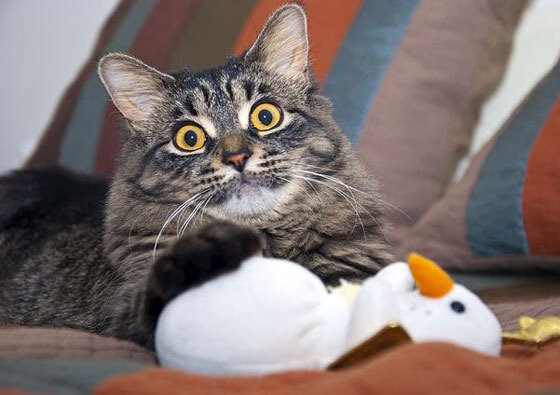 迪巴拉星光璀璨，玻利维亚碾压摩洛哥展雄风